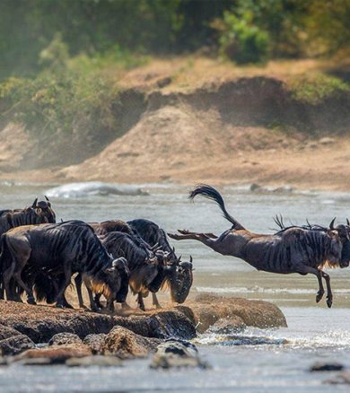 7 Days (Ndutu Migration) – Lake Manyara, Ndutu, Serengeti, Ngorongoro Crater an