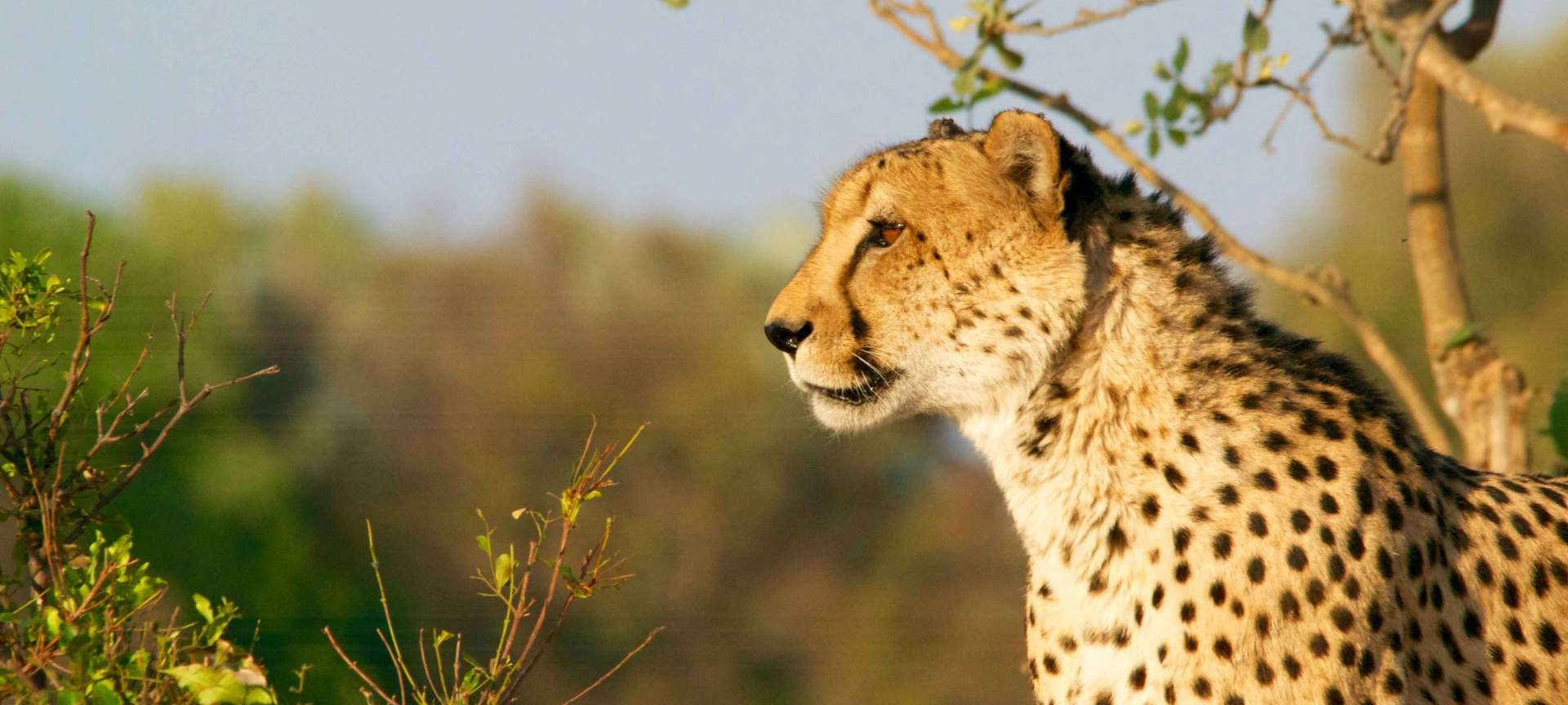 Read more about the article 5 Days Tanzania Big Cats Safari
