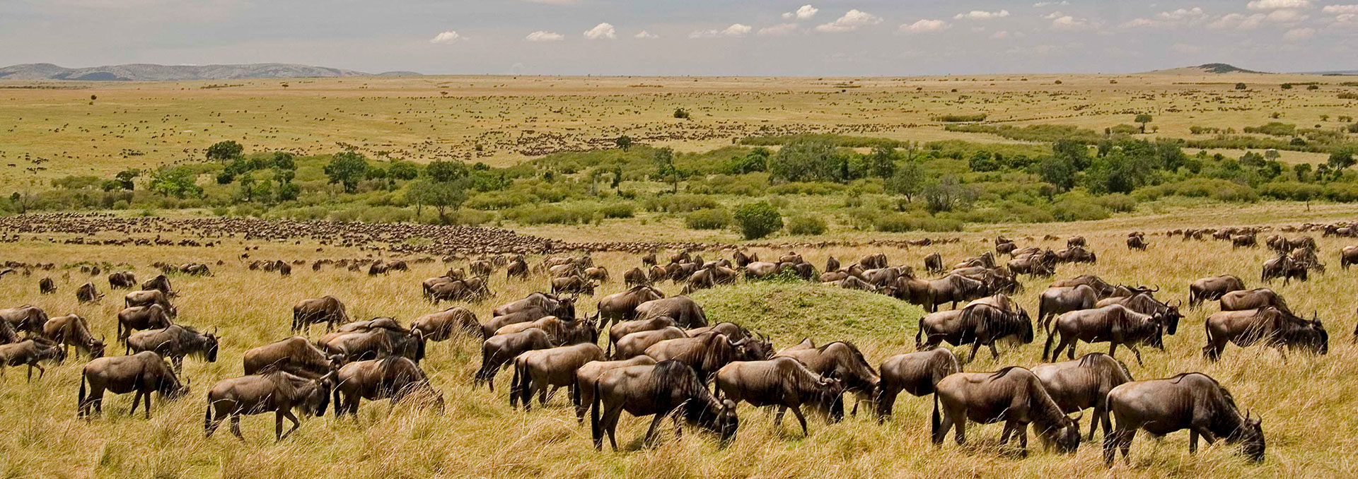 Read more about the article 6 Days Tanzania Wilderness Safari