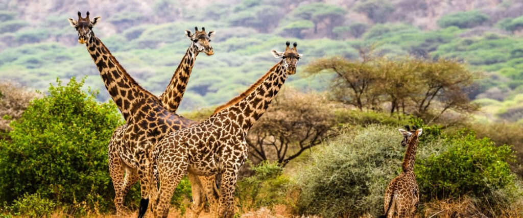 7 Days Tanzania Safari with Cultural Activities