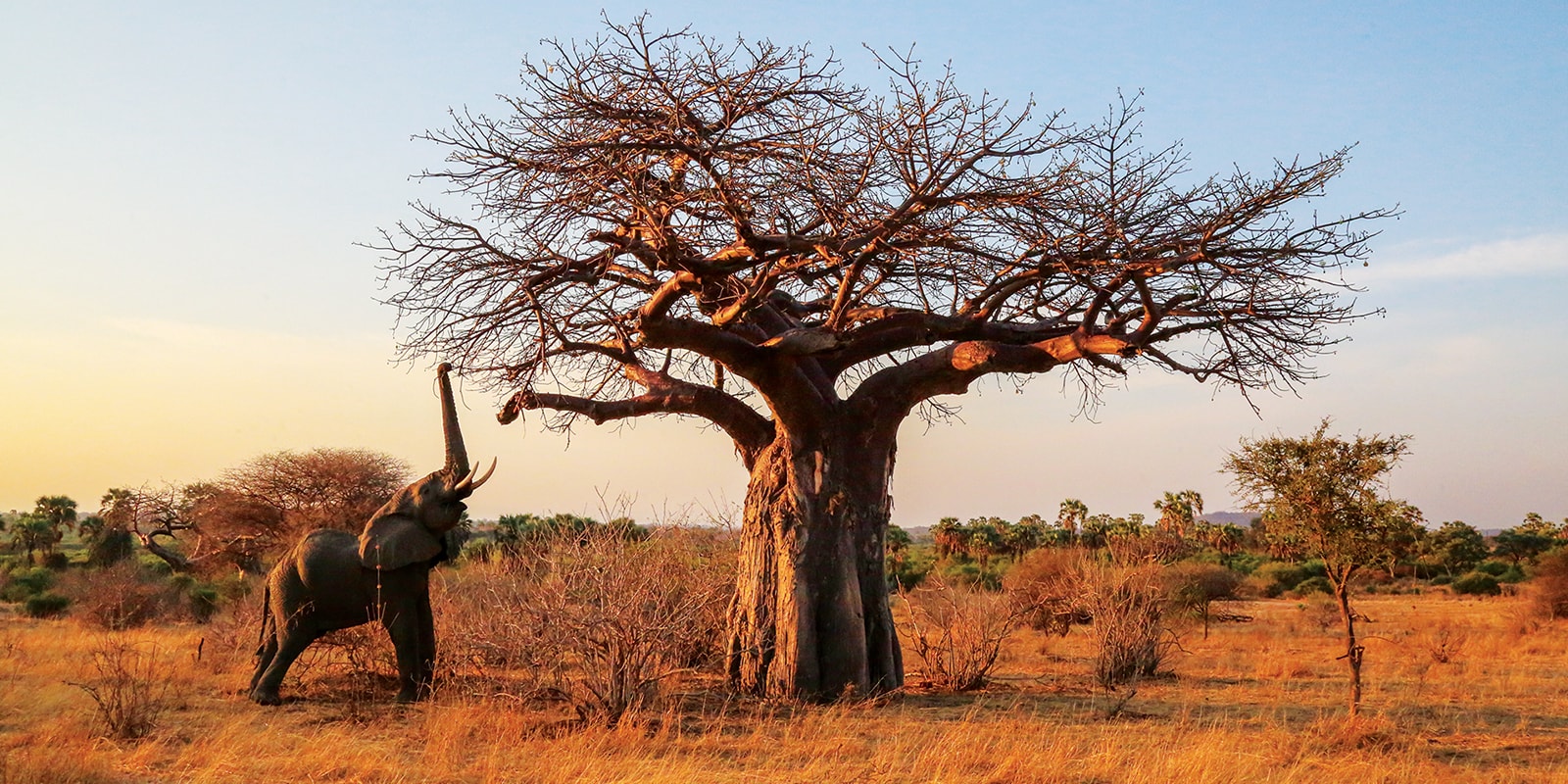 Read more about the article 3 Days Tanzania Shortest Safari