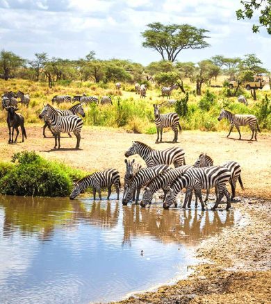 5 Days (Ndutu Migration) – Tarangire, Ndutu, and Ngorongoro Crater