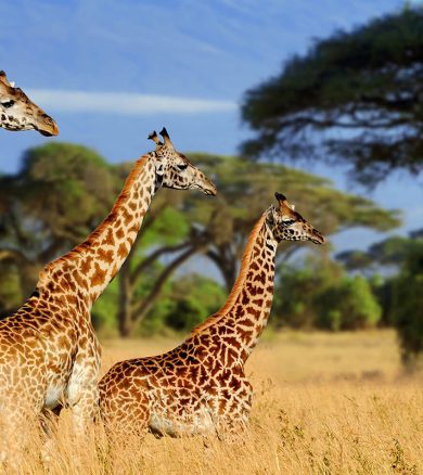 2 Days – Tarangire and Ngorongoro Crater