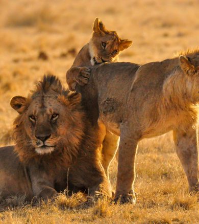 6 Days – Lake Manyara, Serengeti and Ngorongoro Crater