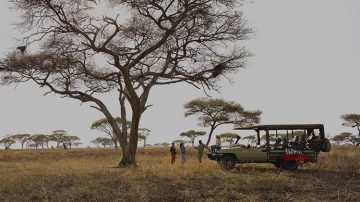 Tanzania Safari
