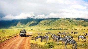 Tanzania Safari